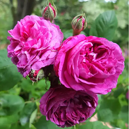 Trandafiri Perpetual hibrid - Trandafiri - Reine des Violettes - 
